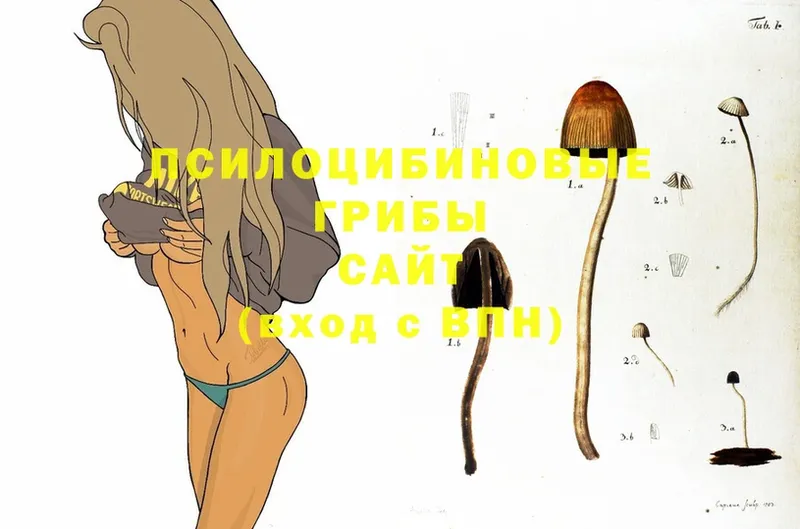 Псилоцибиновые грибы Psilocybe  Серпухов 